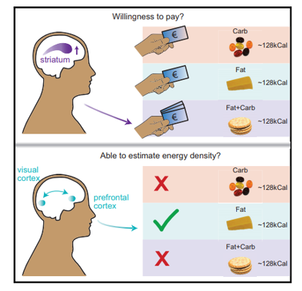 Foods grouped by fat, carbohydrate, or a combination of fat and carbohydrate in the reward study.