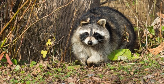 Original Disciple raccoon image, retained at the beginning of the animal-environment example